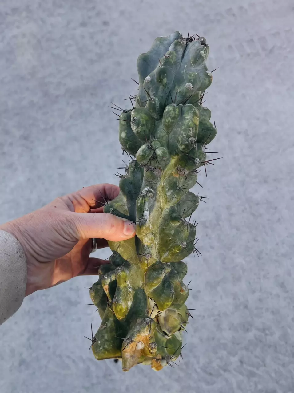 plant/Peruvian Apple Monstrose Rescue Cutting, GC-0