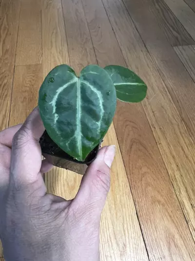 plant/Anthurium SKG Grey Mutant x Doc Block Brielle Zara-0-thumbnail