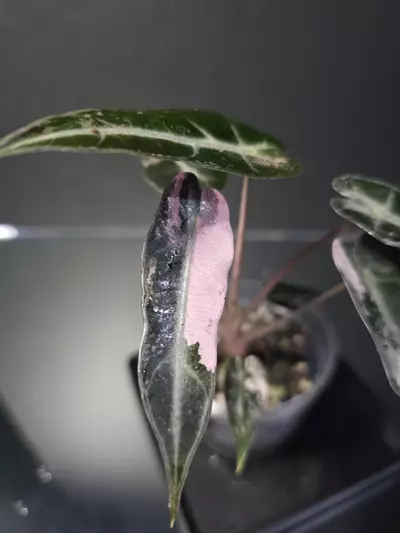 plant/Alocasia Pink Bambino 1-0-thumbnail