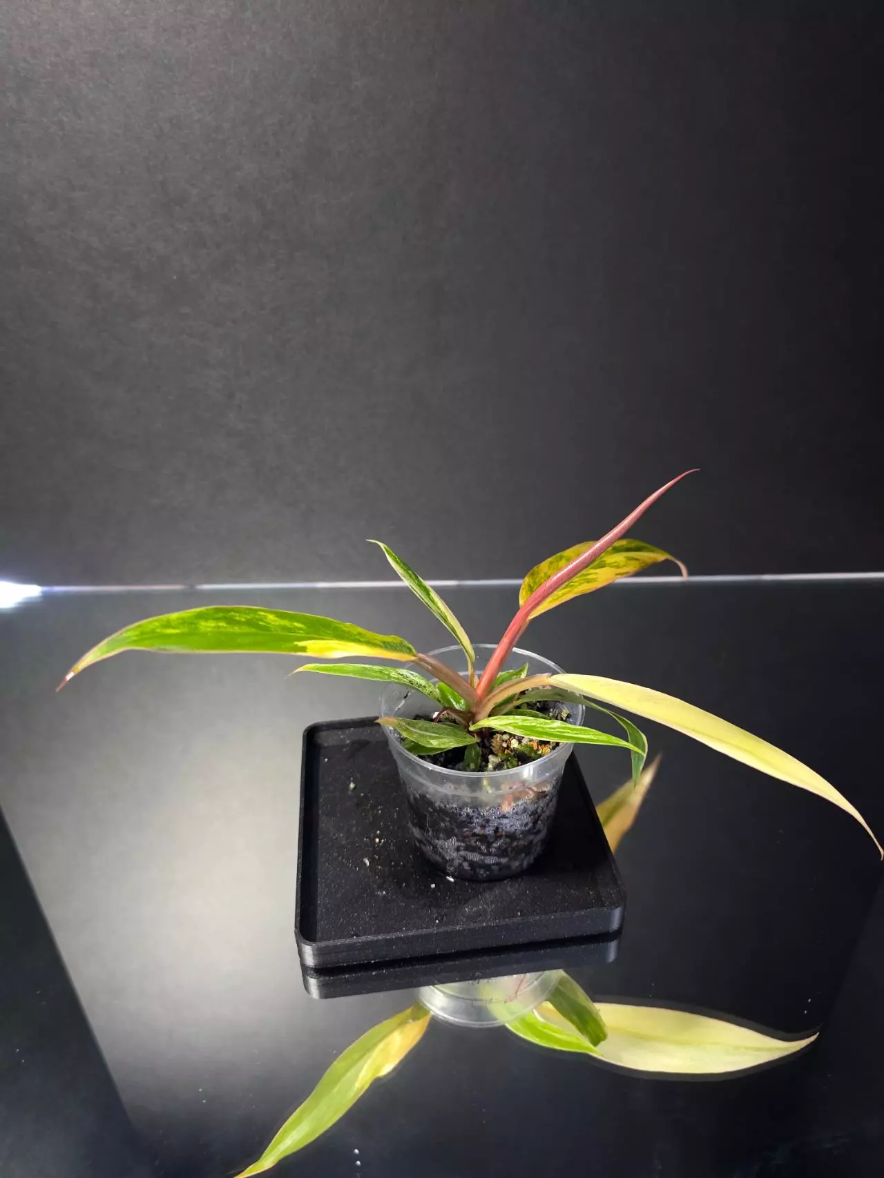 plant/Philodendron Caramel Marble-1