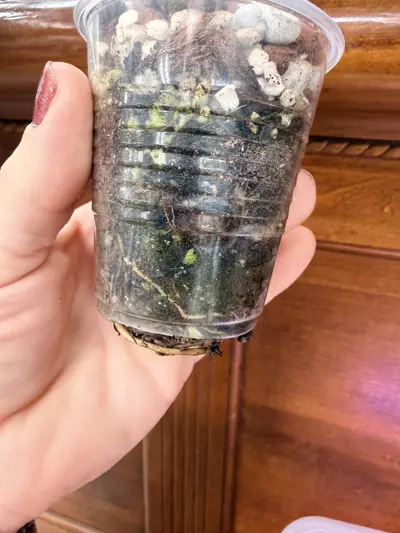 plant/Musa ‘Florida’ variegated✨-3-thumbnail