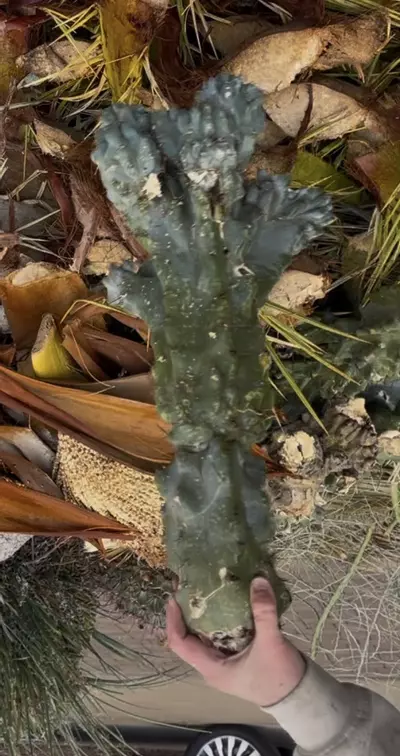 plant/Peruvian Apple Monstrose Rescue Cutting, GC-1-thumbnail