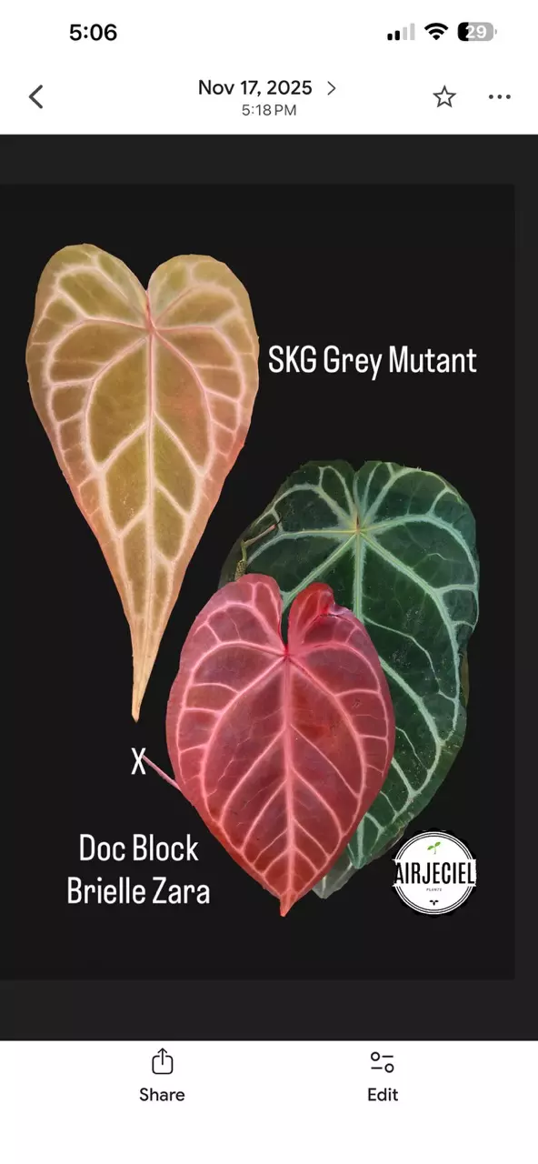 plant/Anthurium SKG Grey Mutant x Doc Block Brielle Zara-2