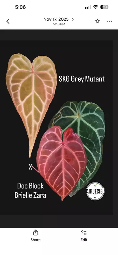 plant/Anthurium SKG Grey Mutant x Doc Block Brielle Zara-2-thumbnail