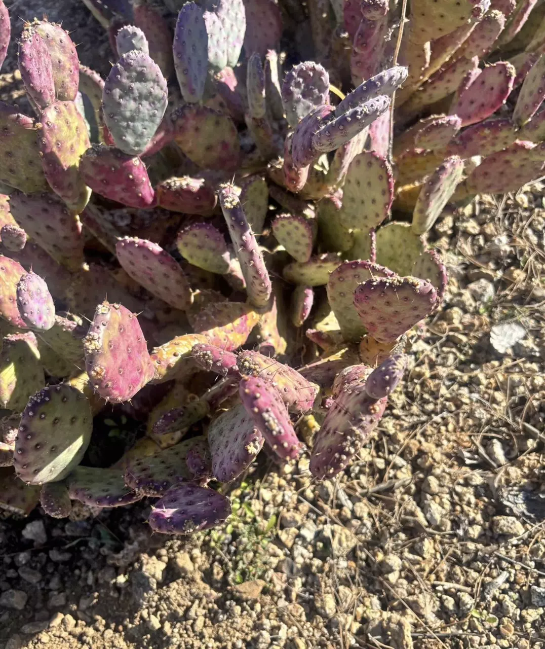 plant/Opuntia Basilaris 'Baby Rita' 3-5” Large cutting GC-0