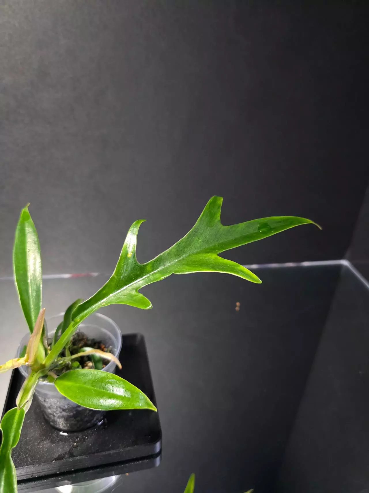 plant/Philodendron Tortum-2