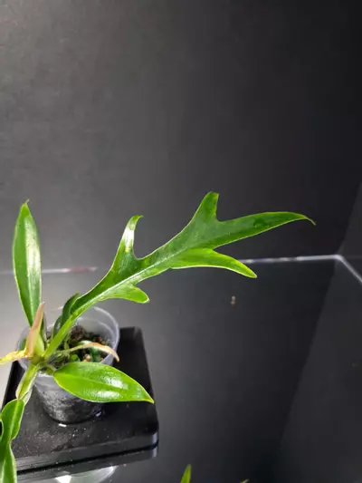 plant/Philodendron Tortum-2-thumbnail