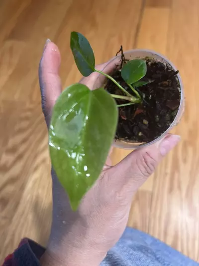 plant/Anthurium Ace Of Spades x Subsignatum seedling-0-thumbnail