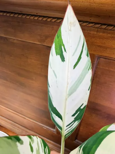 plant/Musa ‘Florida’ variegated✨-4-thumbnail