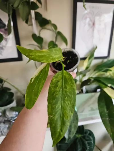 plant/Anthurium vittarifolium ver-0-thumbnail