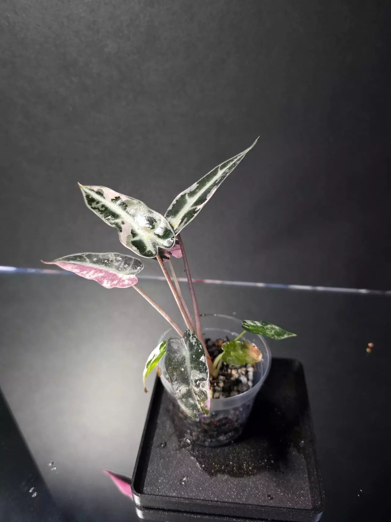 plant/Alocasia Pink Bambino 2-1