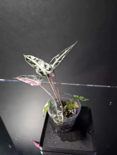 plant/Alocasia Pink Bambino 2-1-thumbnail