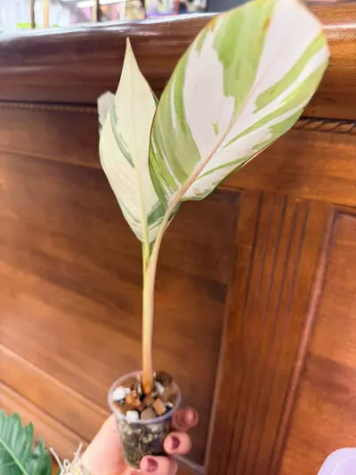 plant/Musa ‘Florida’ variegated✨-2-thumbnail