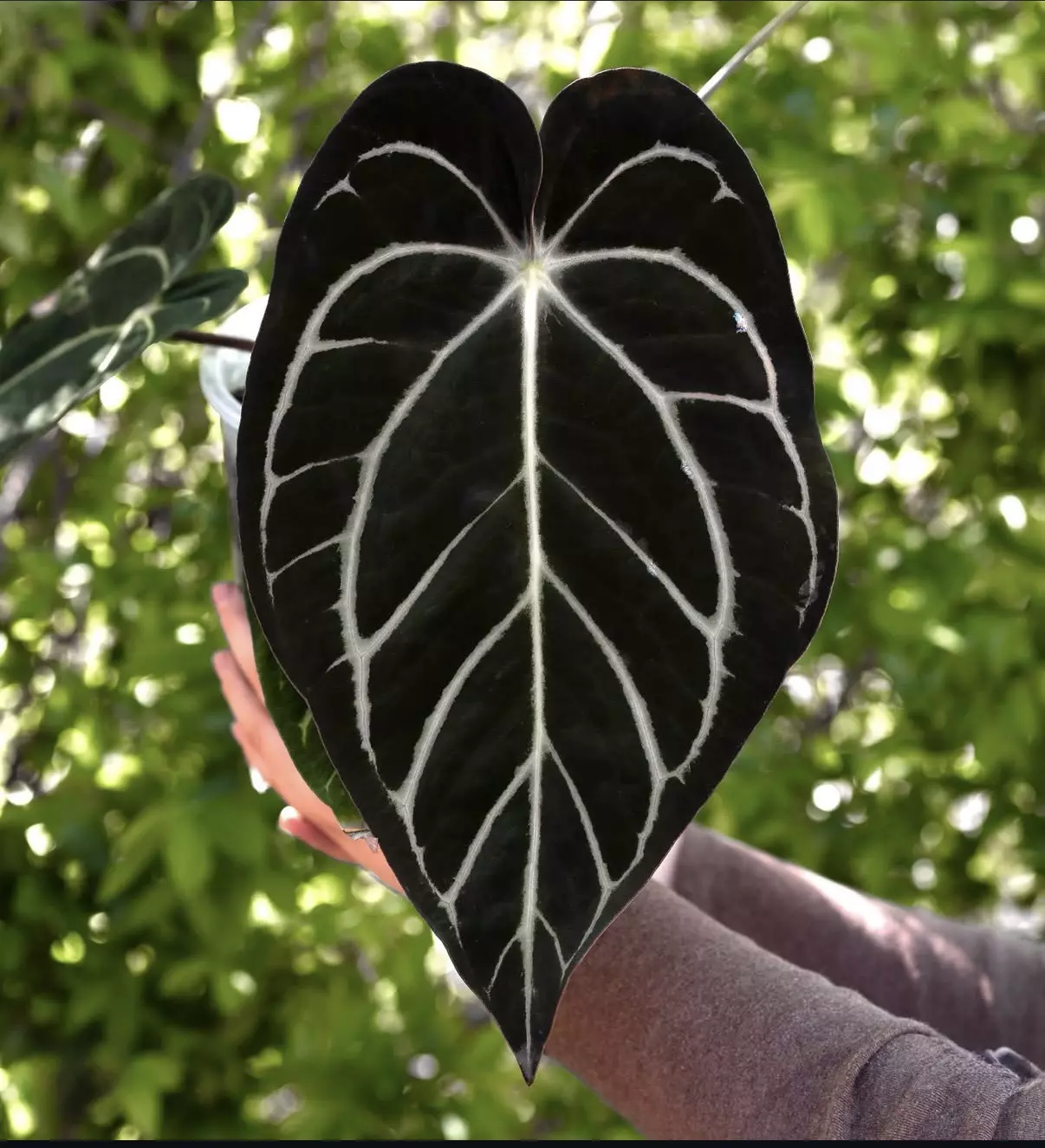 plant/(#1276) Anthurium carlablackiae-1