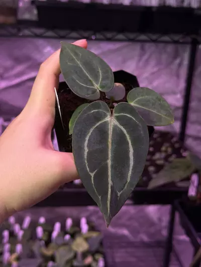 plant/(#1267) Anthurium carlablackiae (RA5xRA10) x “Sandía” (pretty bluish color)-0-thumbnail