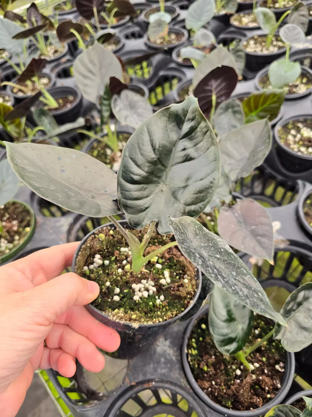 plant/4in Alocasia infernalis GC-0