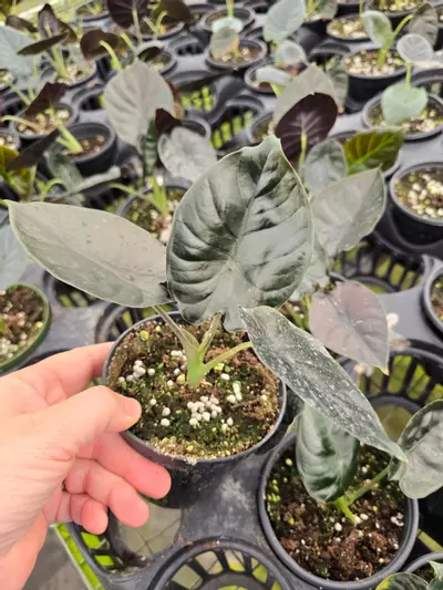 plant/4in Alocasia infernalis GC-0-thumbnail