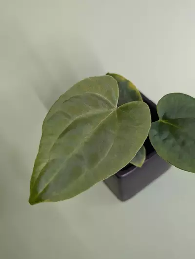 plant/(Stripey X2 x Narrow bess aff) x pap JV FSRL-1-thumbnail