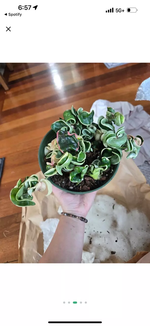 plant/6” variegated rope ( sellers choice)-0