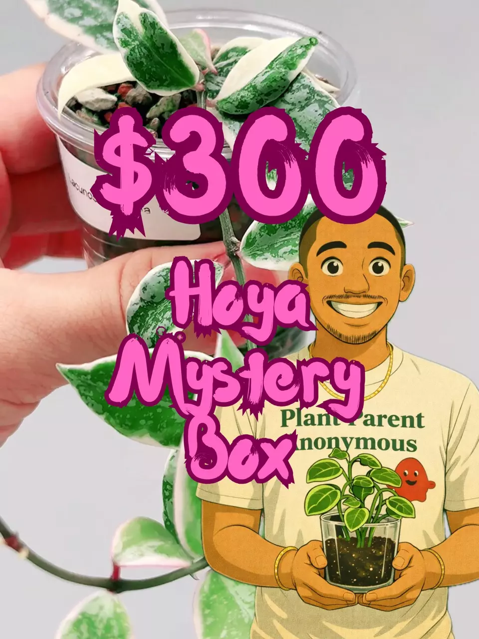 plant/🎁$300 Hoya Mystery Box🎁-0