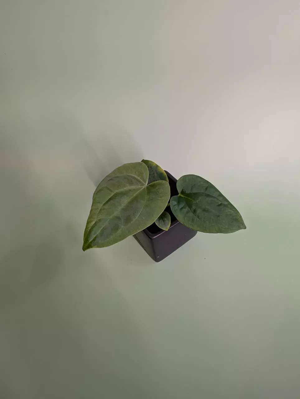 plant/(Stripey X2 x Narrow bess aff) x pap JV FSRL-0