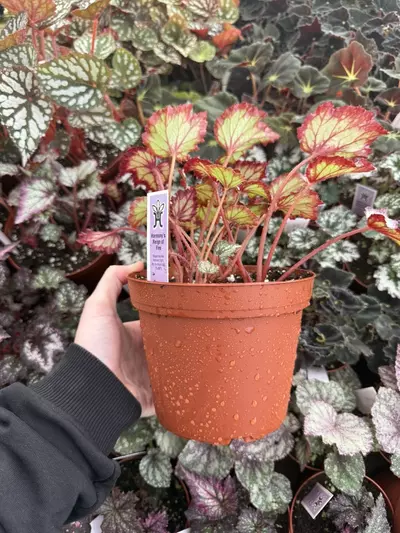 plant/Harmonys Reign of fire begonia 6” Pot Growers Choice-3-thumbnail