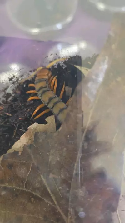 plant/Scolopendra sp "White Beard" CB 5"+-0-thumbnail