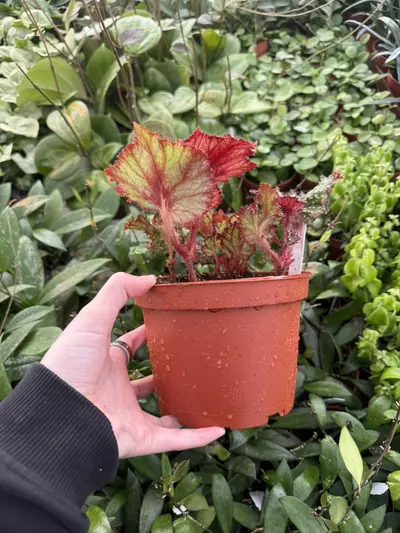 plant/Harmony's Big Bang begonia 6”pot Growers Choice-3-thumbnail