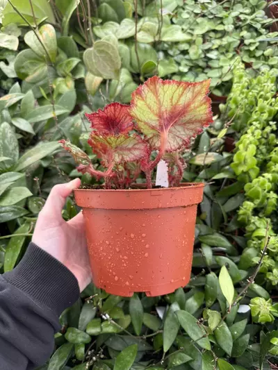 plant/Harmony's Big Bang begonia 6”pot Growers Choice-2-thumbnail