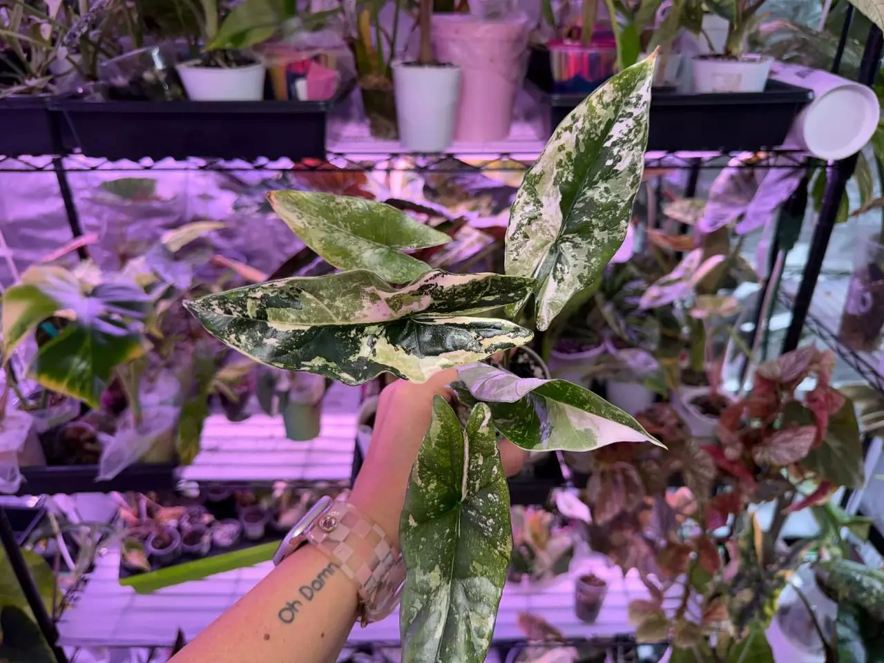 plant/Simpo Albo reserved-0