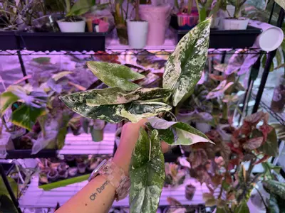 plant/Simpo Albo reserved-0-thumbnail