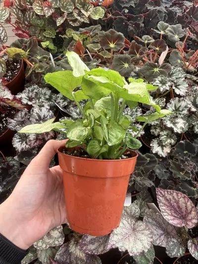 plant/Syngonium Roxana 4” Pot Growers Choice-3-thumbnail