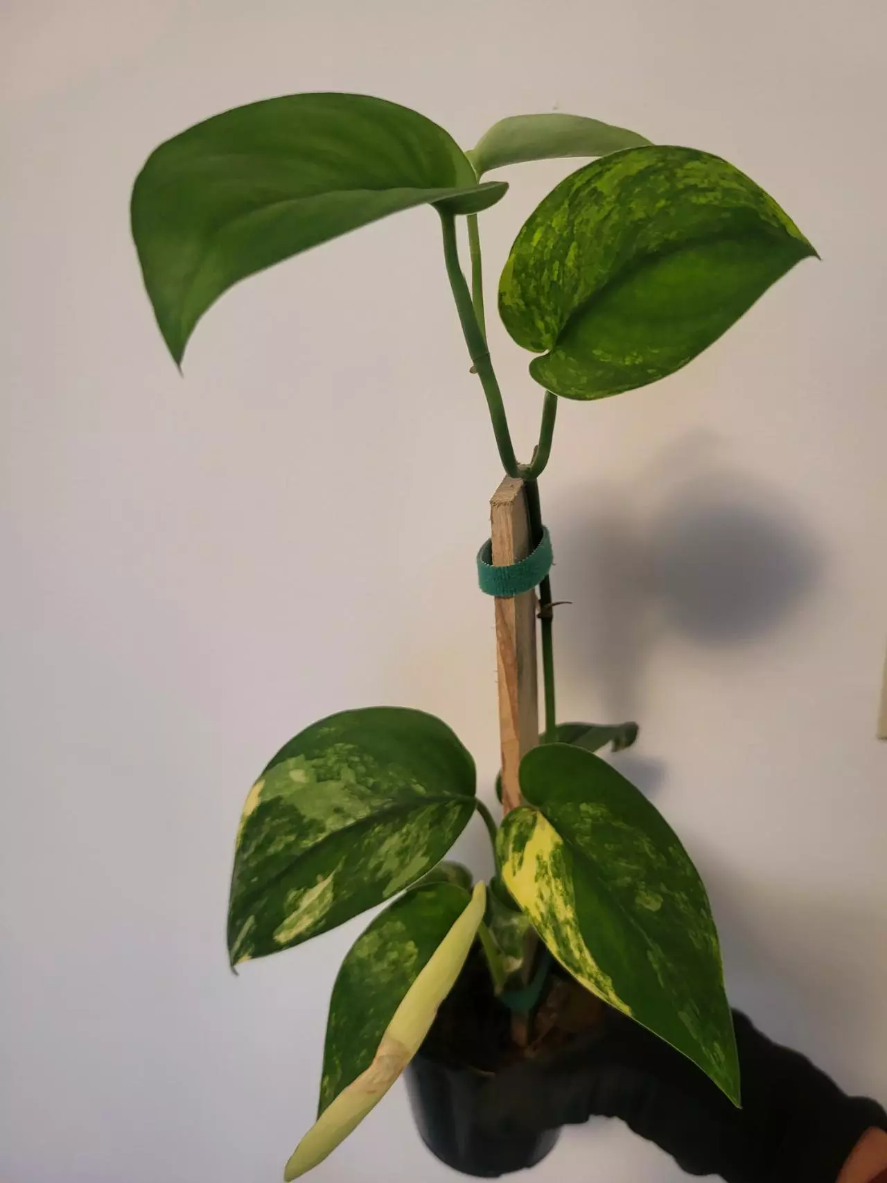 plant/Scindapsus jade variegated ( top cut)-0