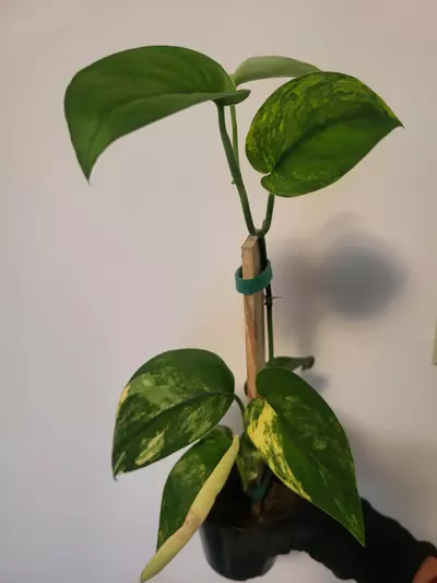 plant/Scindapsus jade variegated ( top cut)-0-thumbnail