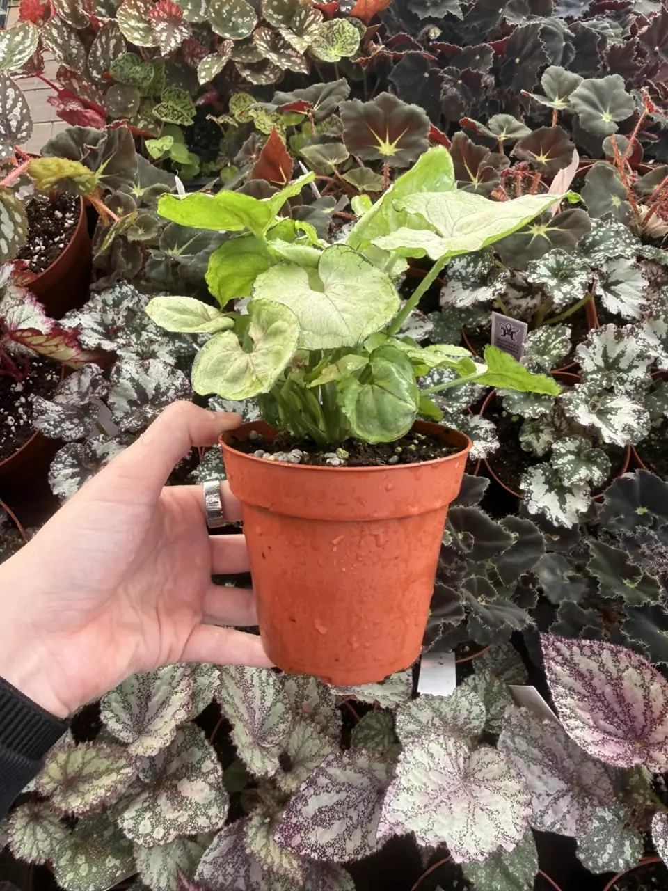plant/Syngonium Roxana 4” Pot Growers Choice-1