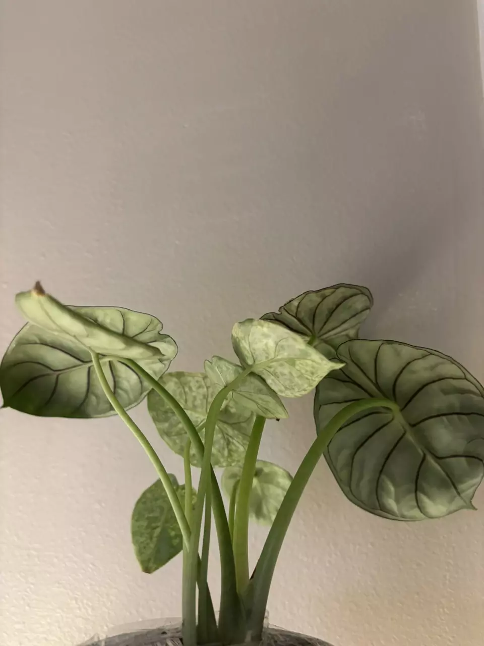 plant/Dragon scale mint- 4inch-1