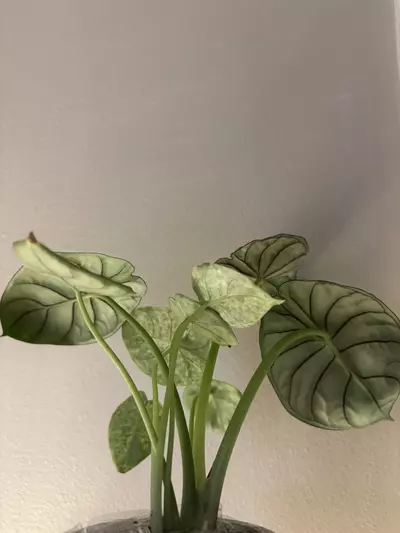 plant/Dragon scale mint- 4inch-1-thumbnail