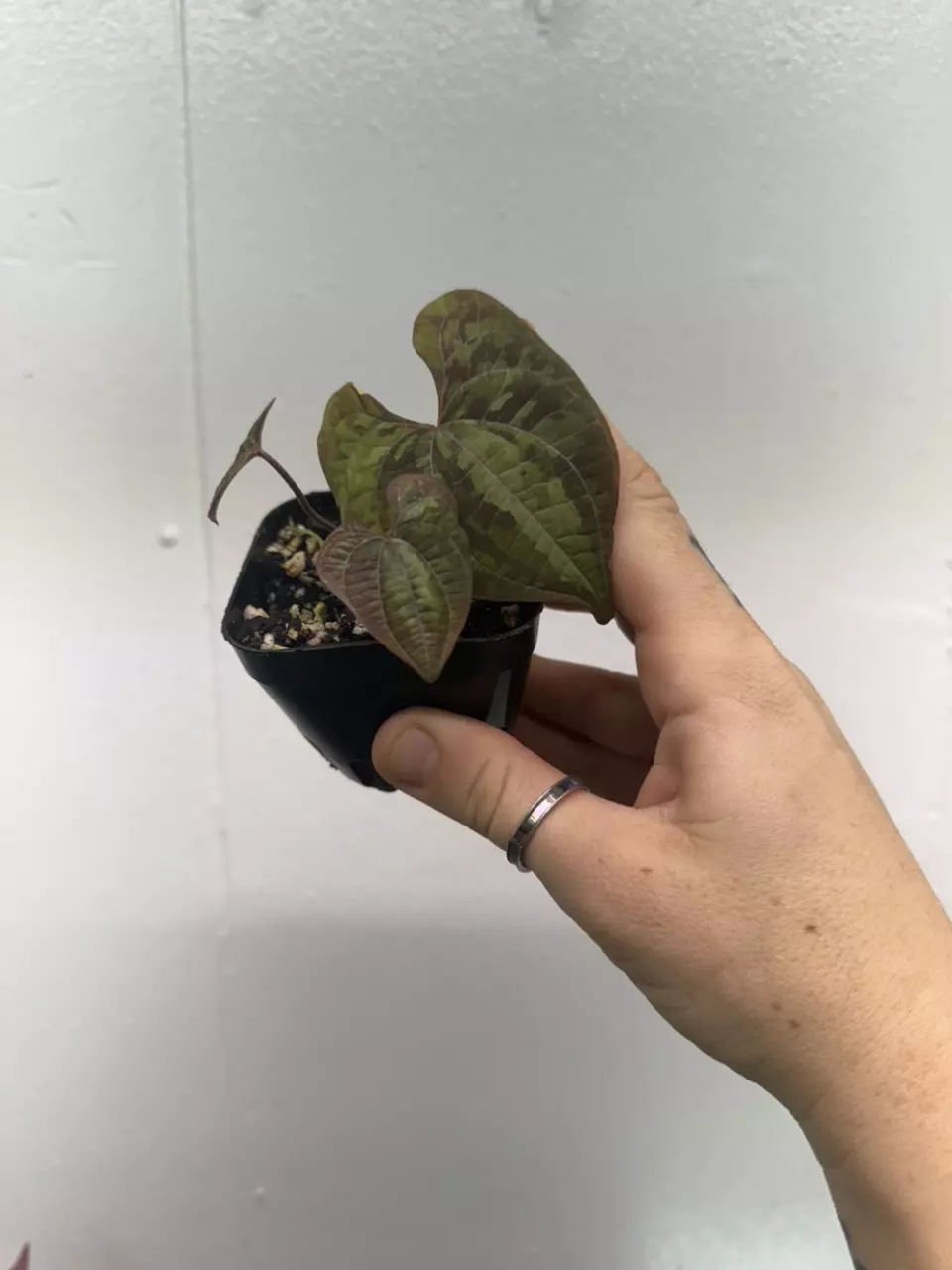 plant/Discorea Discolor-0