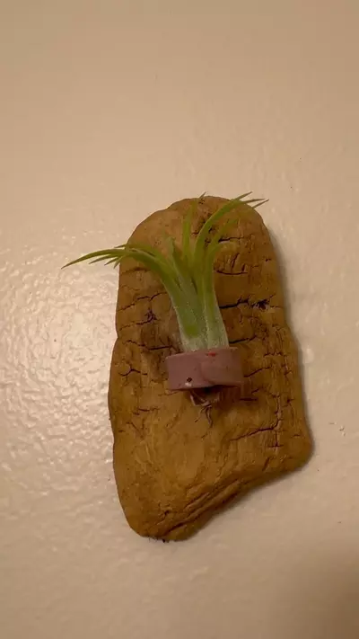 plant/Air Plant Ready Driftwood Display with Clay Ring Mount #23-0-thumbnail