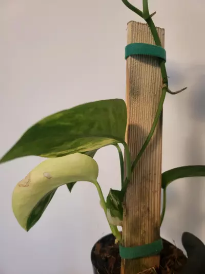 plant/Scindapasus jade variegated-0-thumbnail