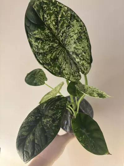 plant/Dragon scale mint- 4inch-0-thumbnail