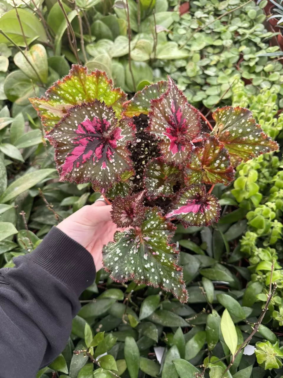 plant/Harmony's Big Bang begonia 6”pot Growers Choice-4