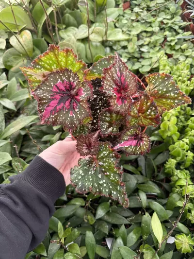 plant/Harmony's Big Bang begonia 6”pot Growers Choice-4-thumbnail