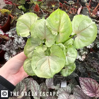 plant/Syngonium Roxana 4” Pot Growers Choice-0-thumbnail