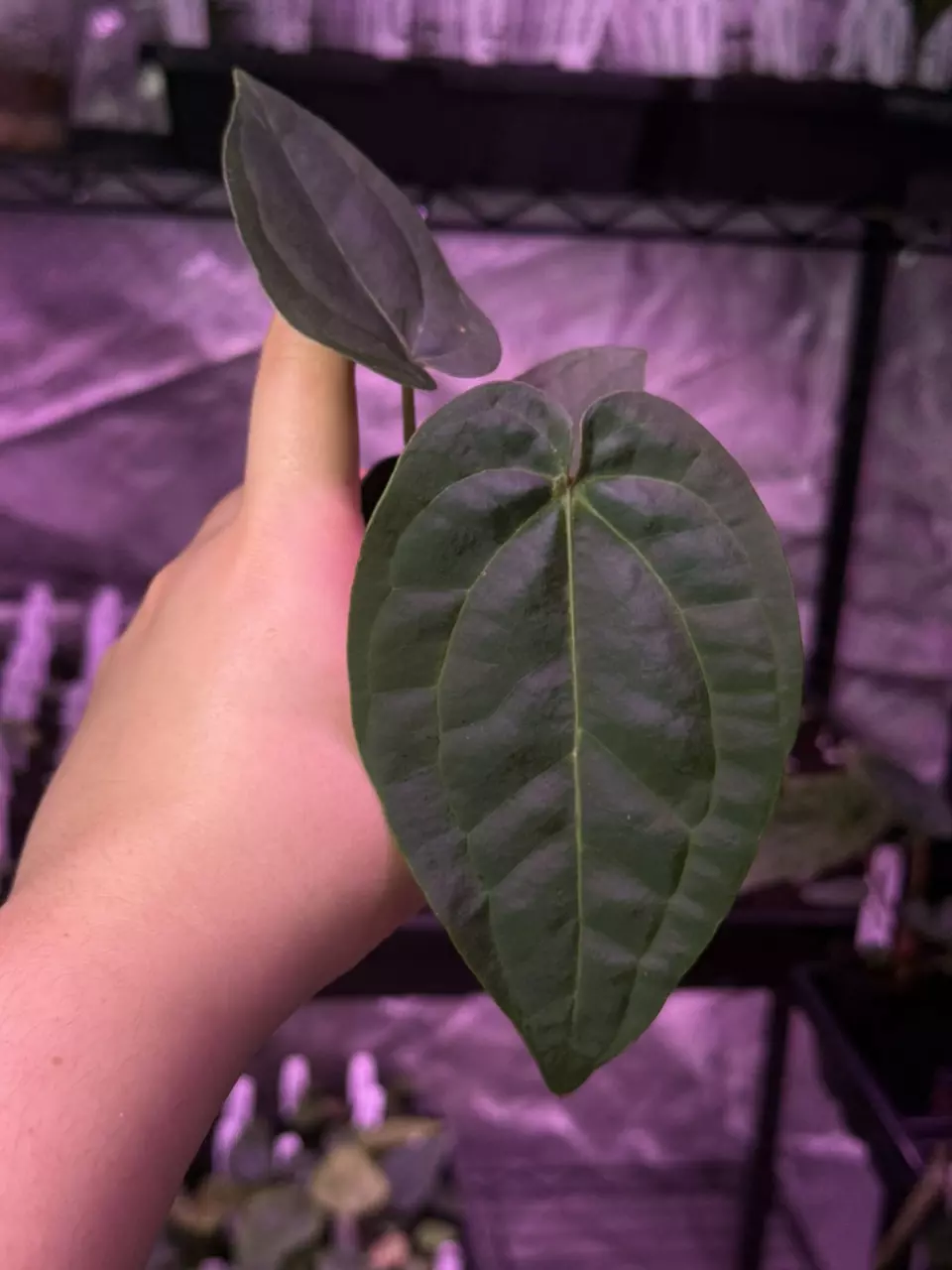 plant/(#1266) Anthurium “Hobgoblin” x “Wonderboy A” self made by @nxcplants-0