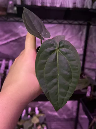 plant/(#1266) Anthurium “Hobgoblin” x “Wonderboy A” self made by @nxcplants-0-thumbnail