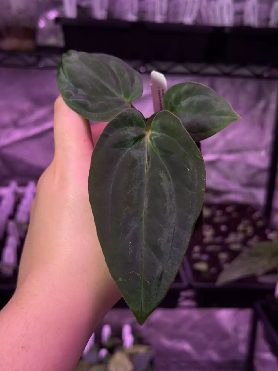 plant/(#1275) Anthurium ((pap x mag) x BVEP) x (carla x BVEP)-0