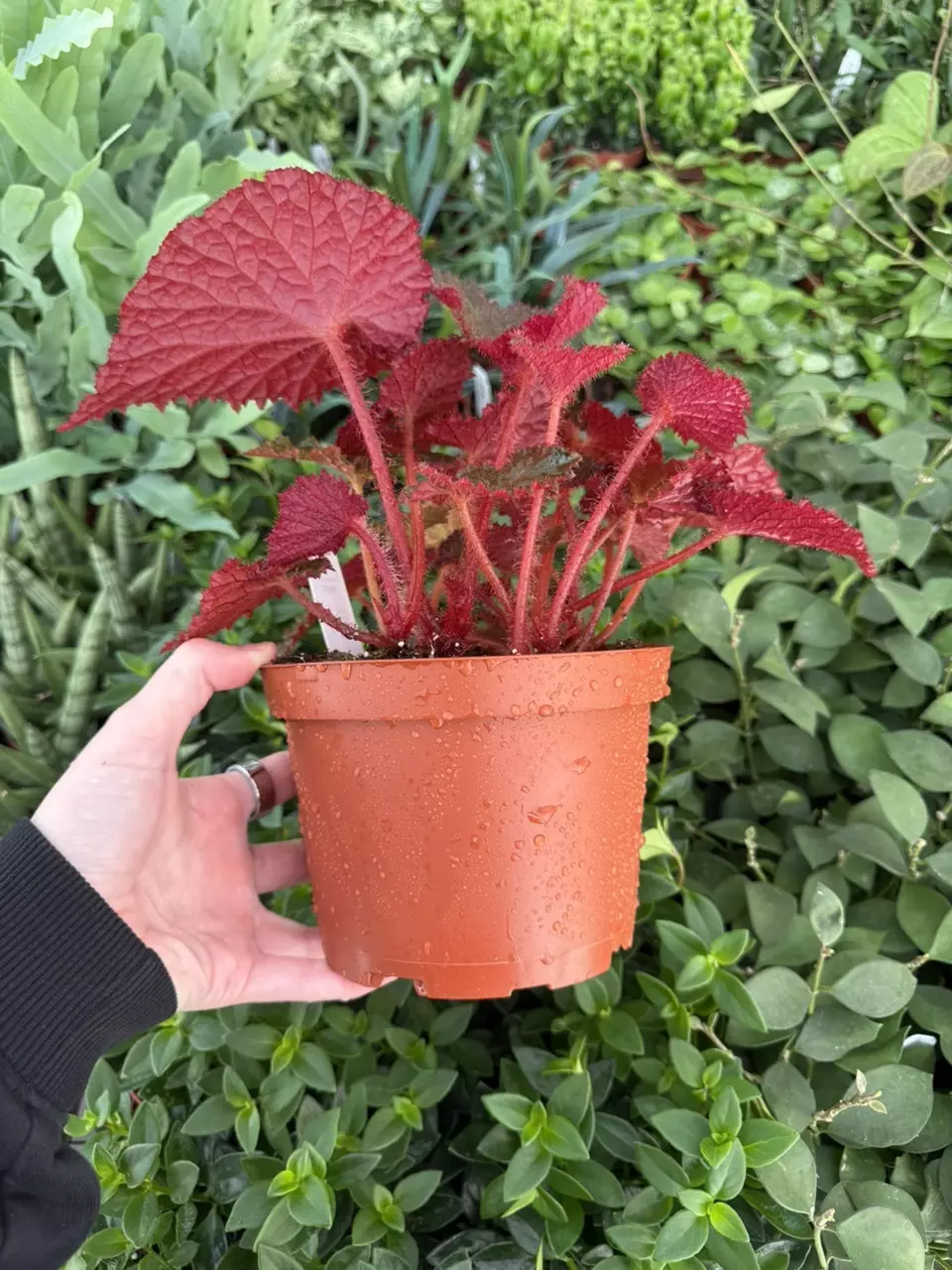 plant/Harmony’s Midnight Magic 6” Pot Growers Choice-1