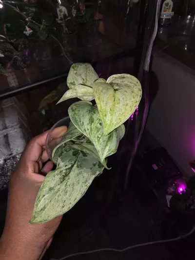 plant/Scindapsus/ adansonii bundle.-1-thumbnail