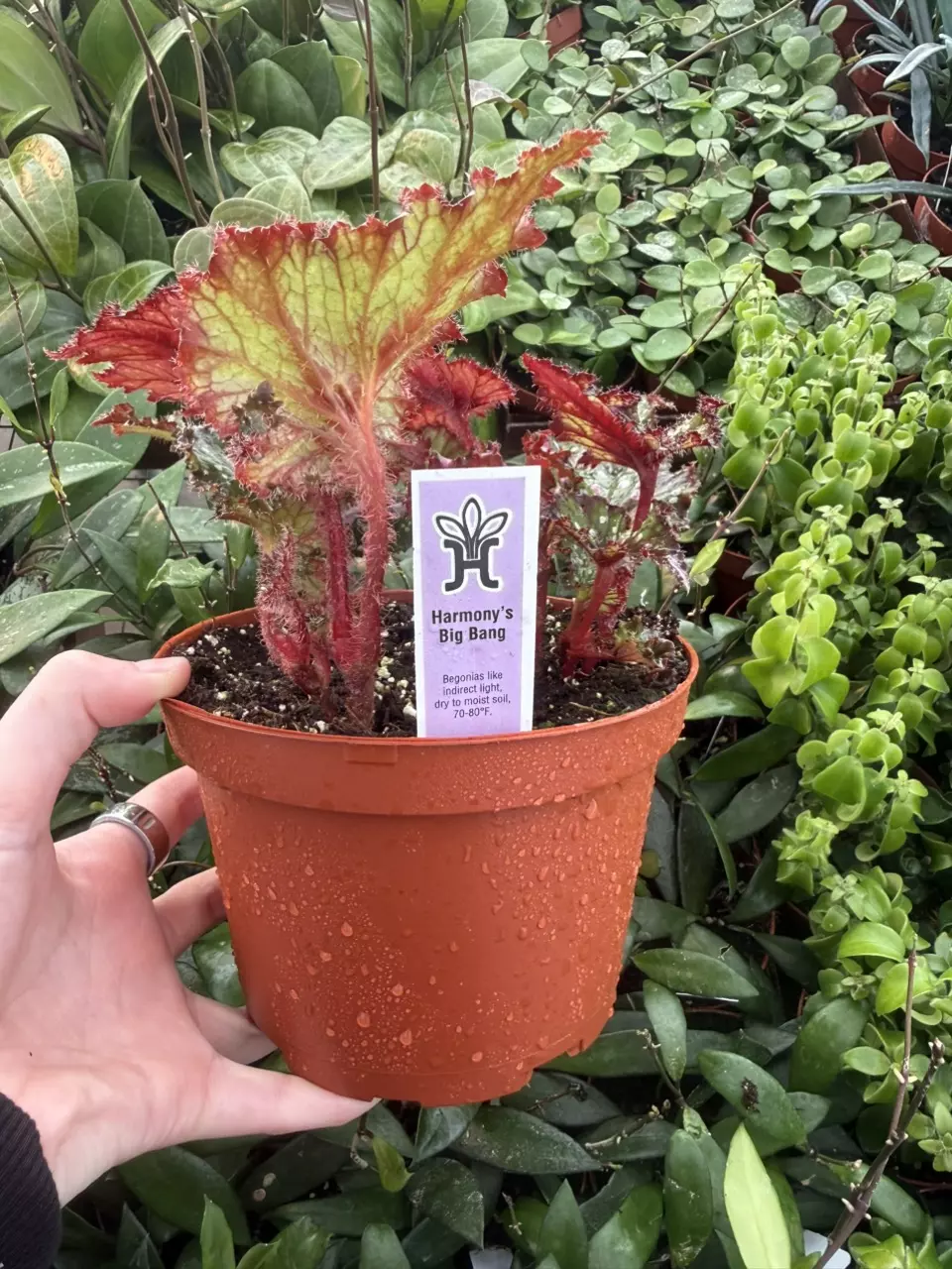 plant/Harmony's Big Bang begonia 6”pot Growers Choice-1